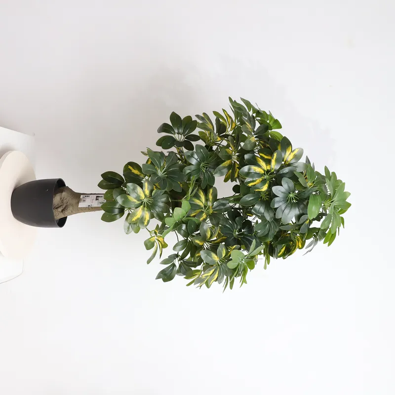 Wholesale Factory Direct Price - огляд і ціна Bonsai Garden Price