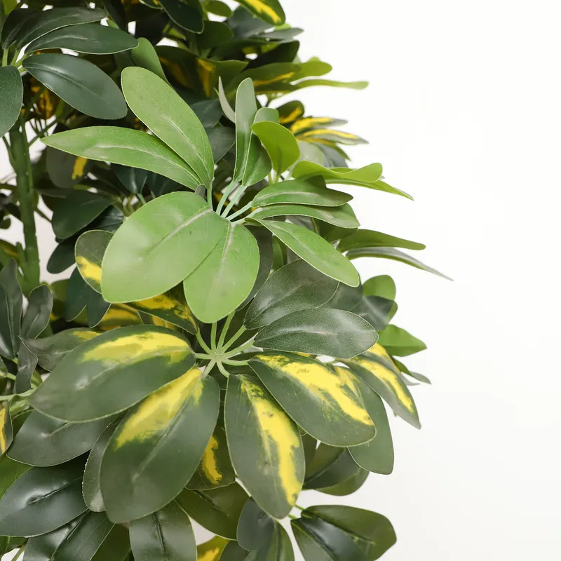 Wholesale Factory Direct Price - огляд і ціна Bonsai Garden Price